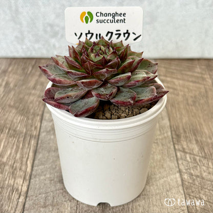 ＊新入荷＊　ソウルクラウン（チャンヒー農園苗）