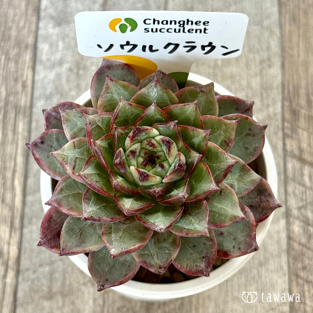 ＊新入荷＊　ソウルクラウン（チャンヒー農園苗）