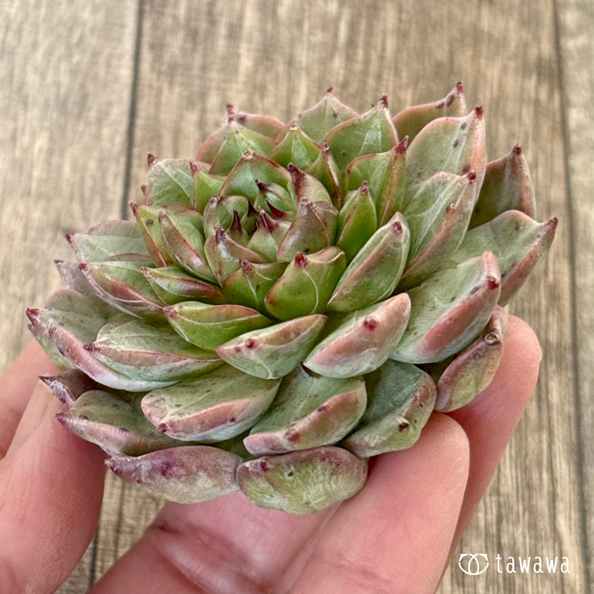 ＊新入荷＊　ソウルクラウン（チャンヒー農園苗）