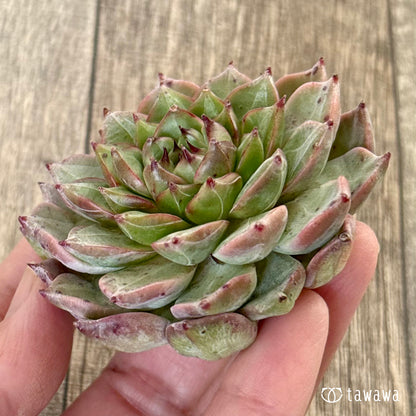 ＊新入荷＊　ソウルクラウン（チャンヒー農園苗）