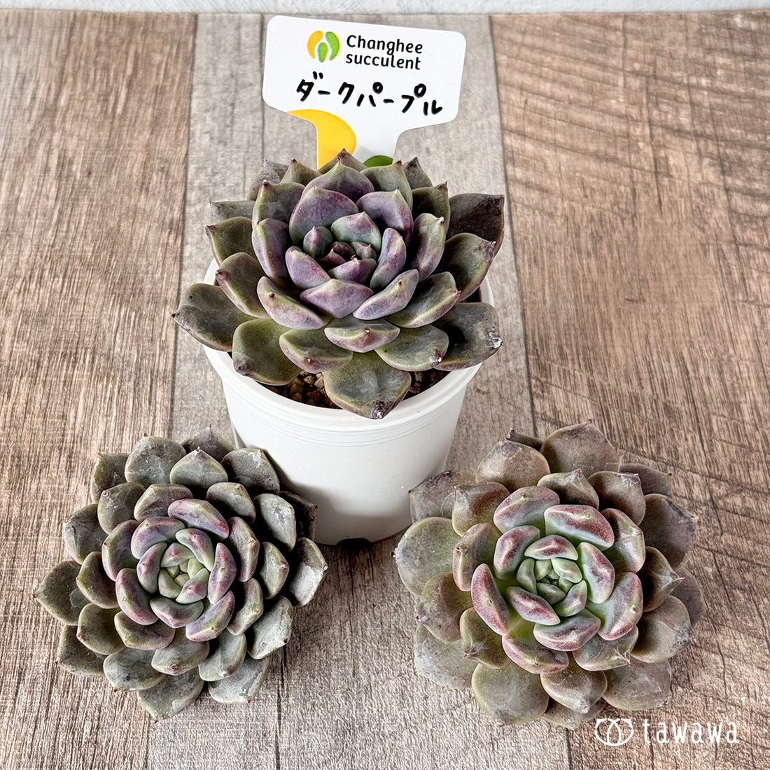 New Arrivals: Ice Green