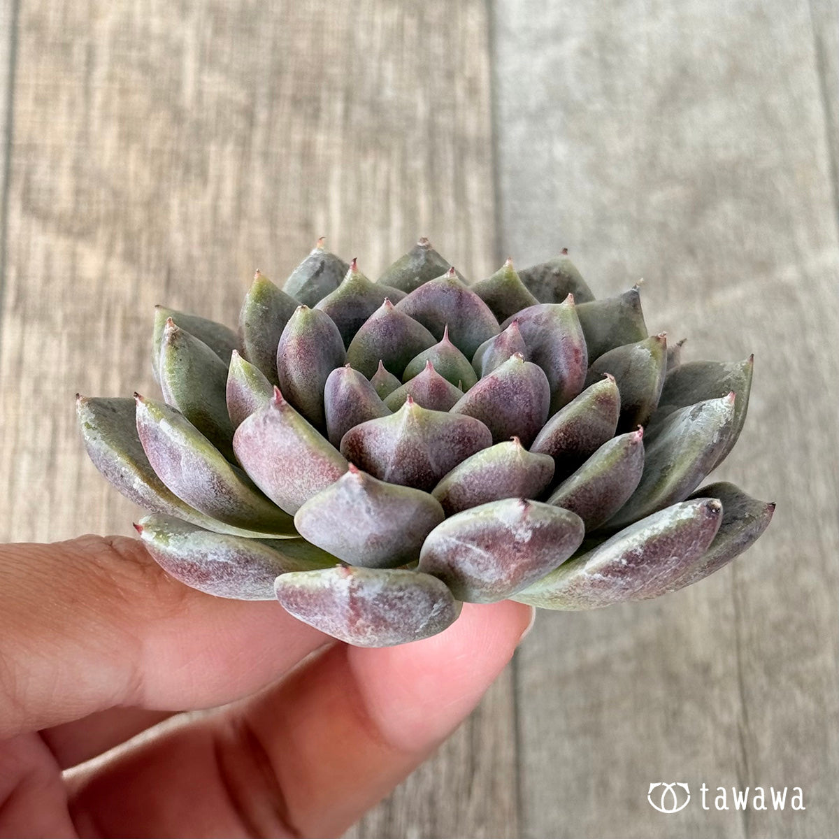 ダークパープル （チャンヒー農園苗）