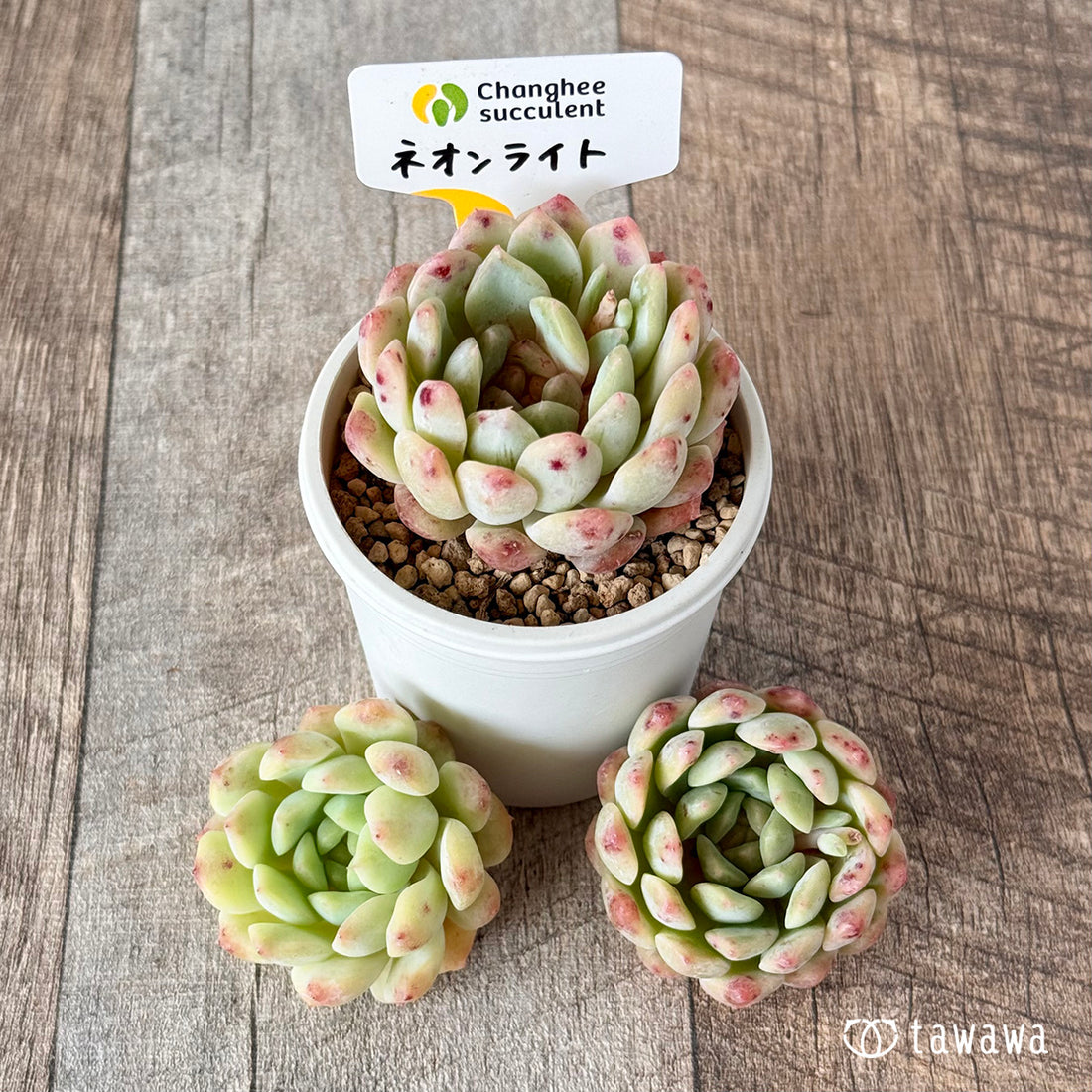 New Arrivals: Ice Green