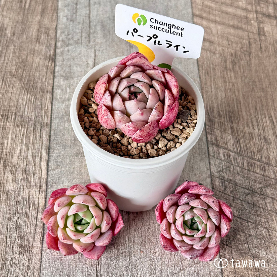 New Arrivals: Ice Green