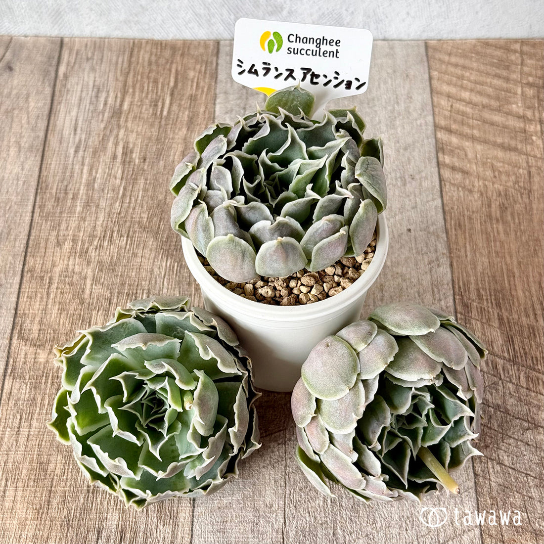 New Arrivals: Ice Green