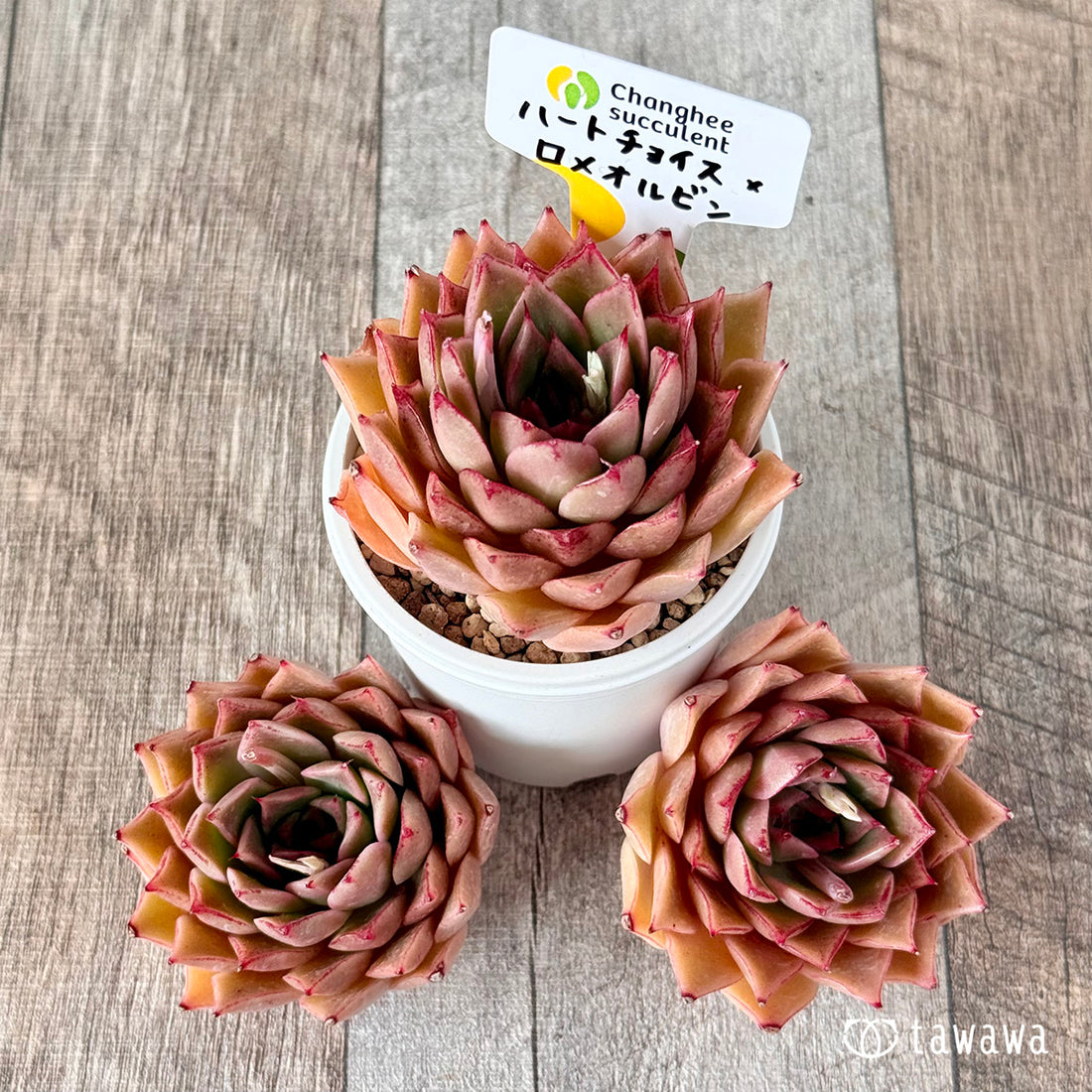 New Arrivals: Ice Green