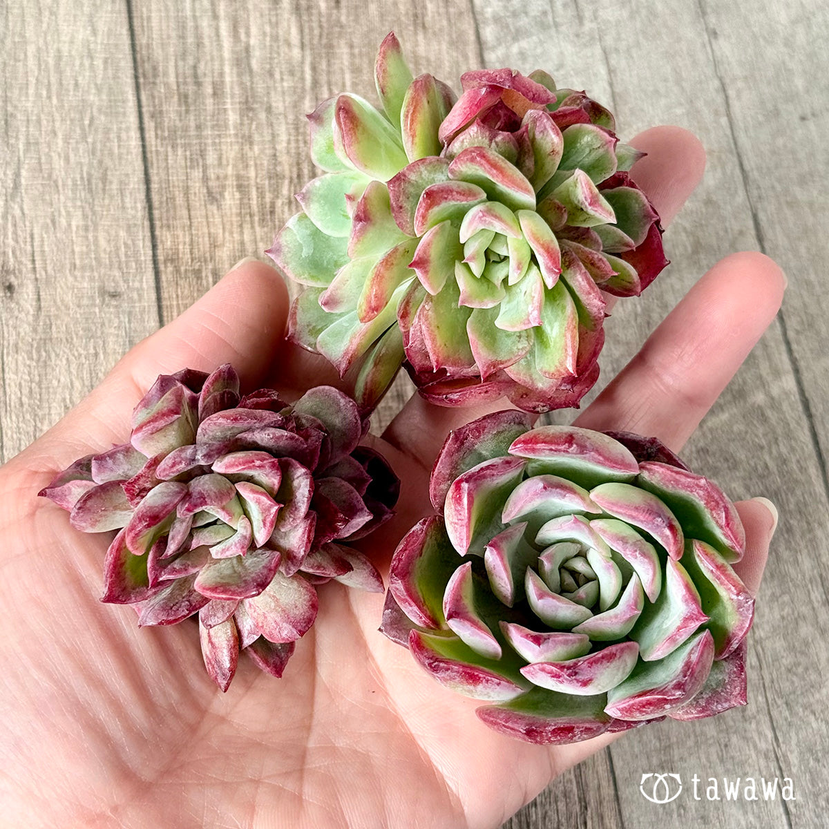 Novarein (Chang Hee Farm Seedlings)