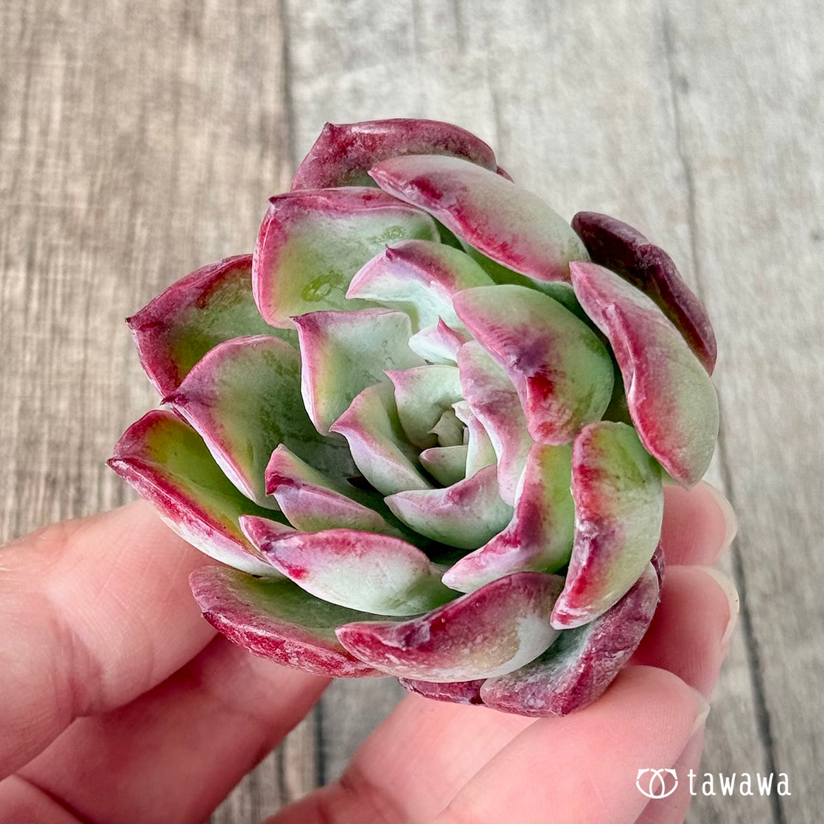 Novarein (Chang Hee Farm Seedlings)