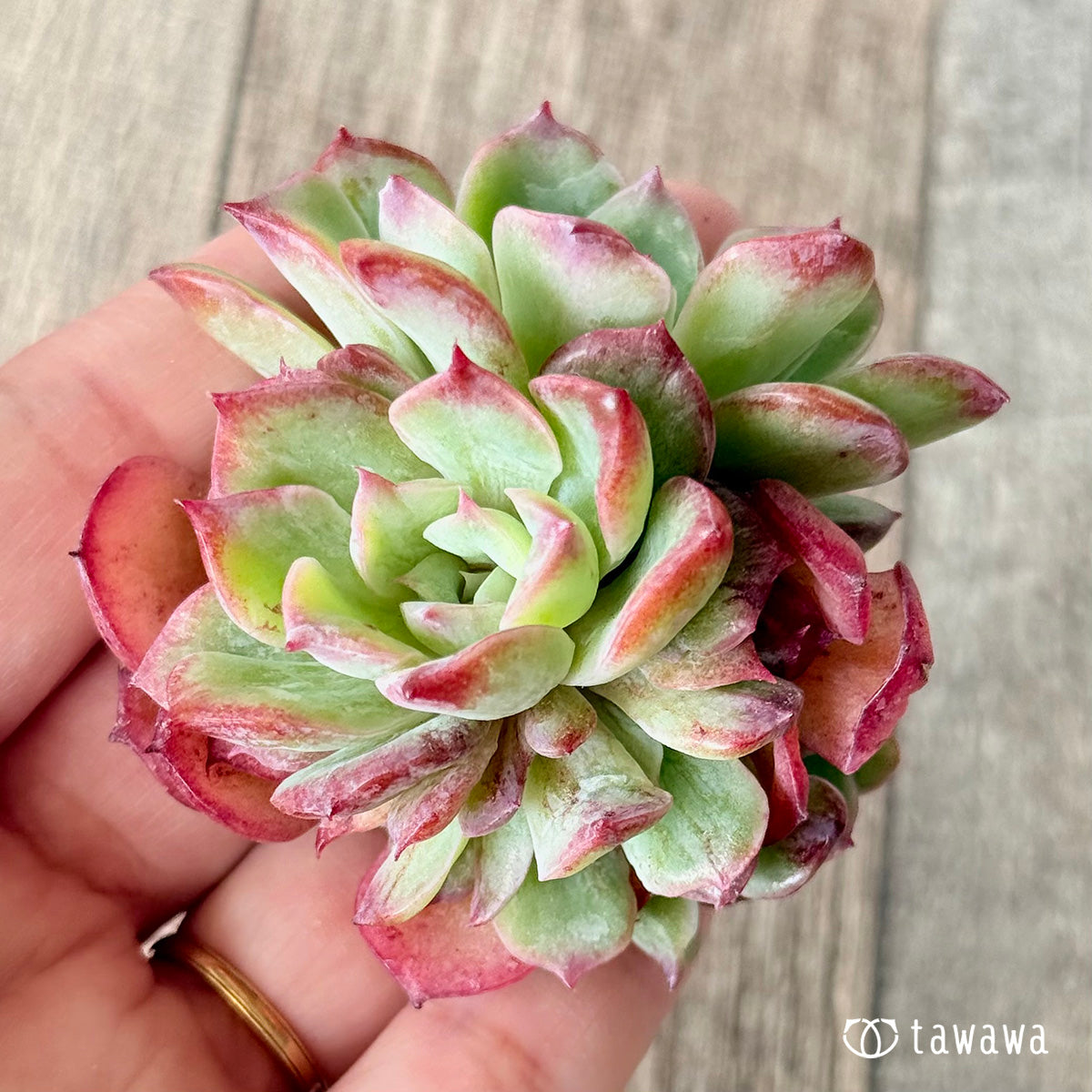 Novarein (Chang Hee Farm Seedlings)