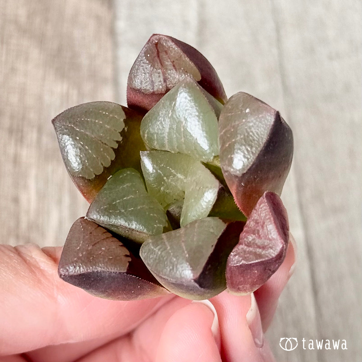 New Arrivals: Ice Green