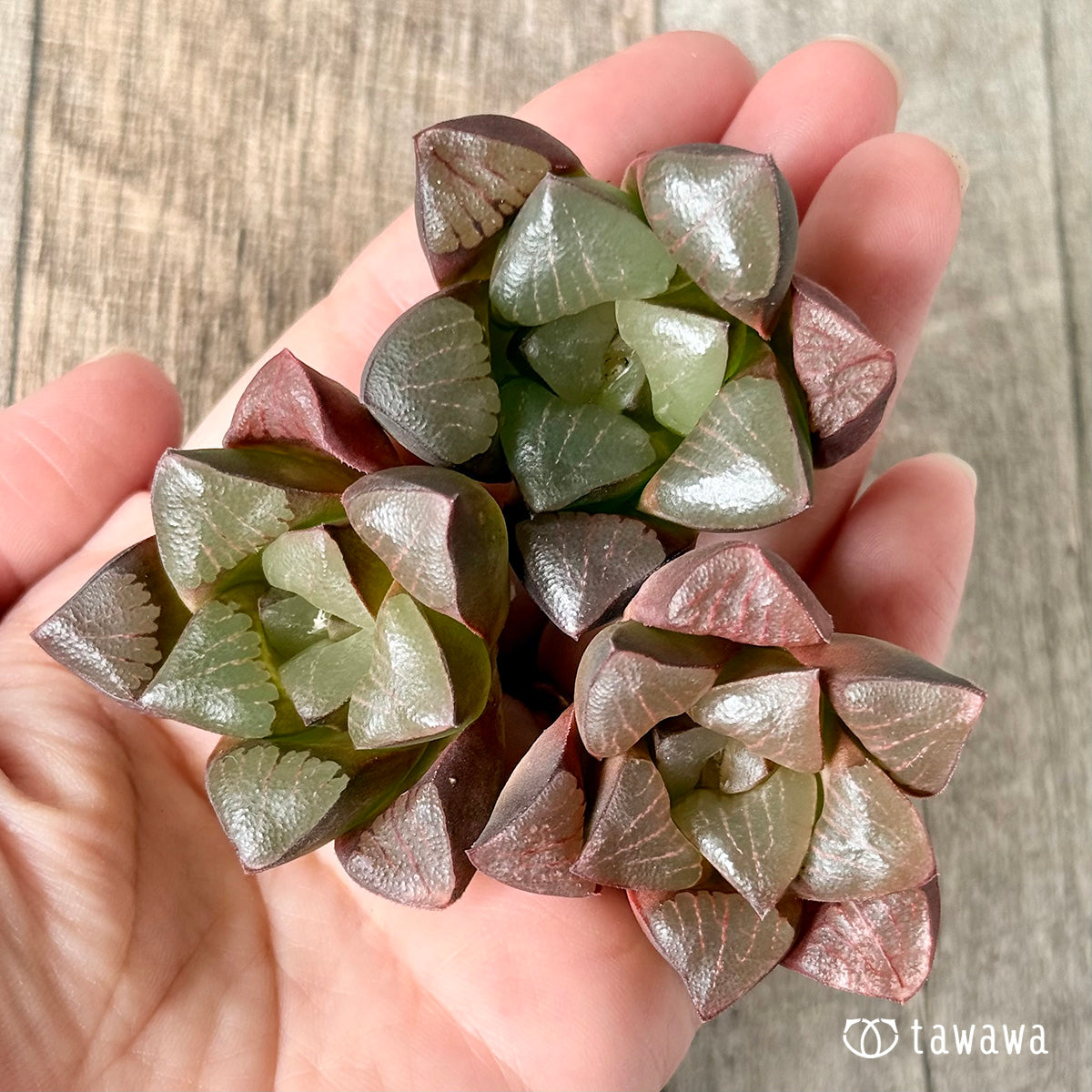 New Arrivals: Ice Green