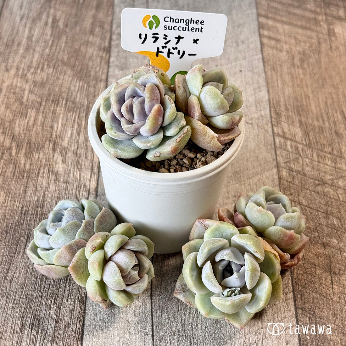 New Arrivals: Ice Green