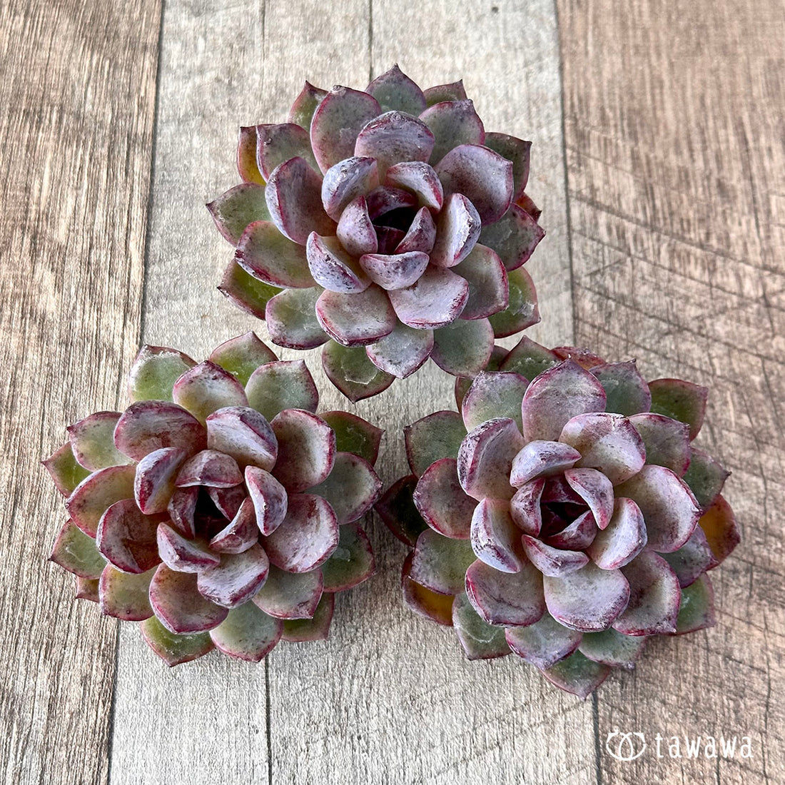 ロメオルビン×ブラックローズ(チャンヒー農園苗)