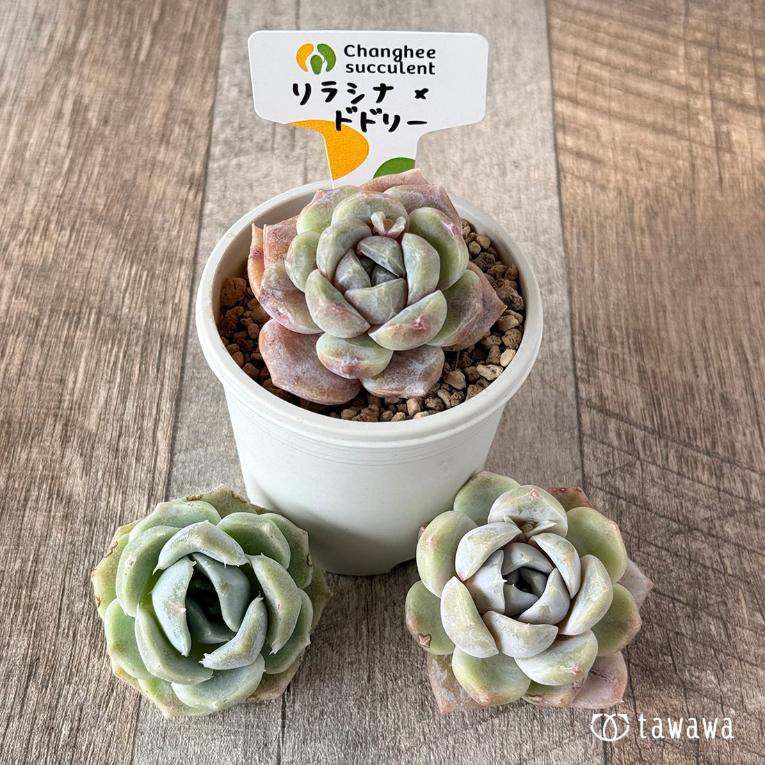 New Arrivals: Ice Green