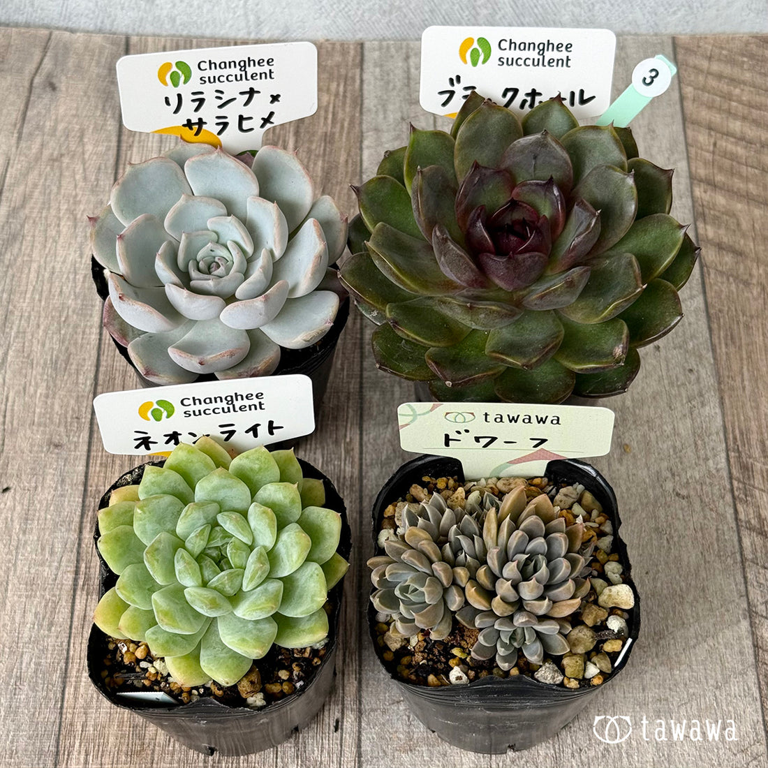 6-seedling set (Chanhee Farm) [Tawawa House seedlings]