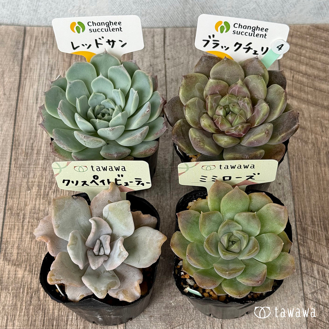 6-seedling set (Chanhee Farm) [Tawawa House seedlings]