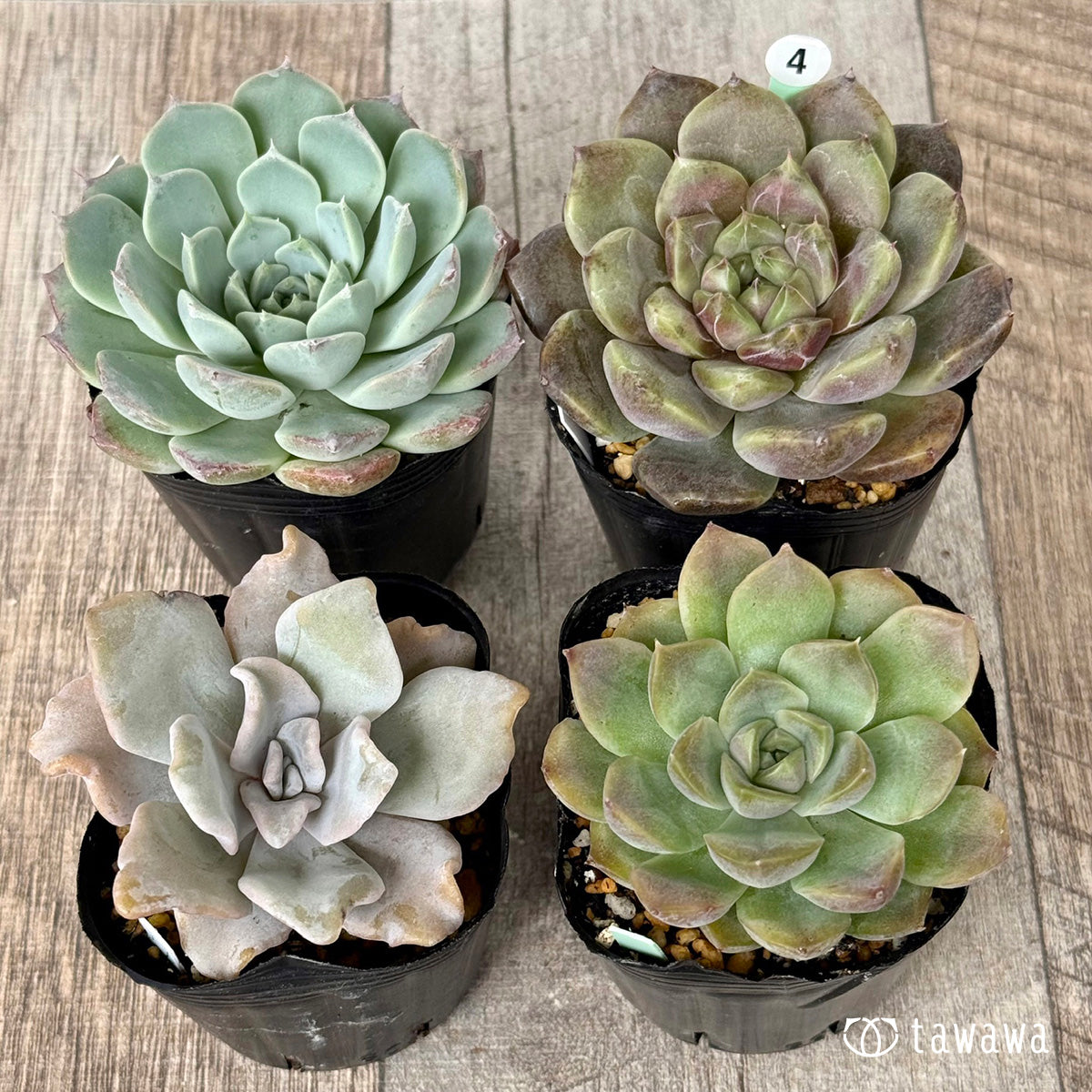 《 04 》4苗セット【tawawaハウス苗】