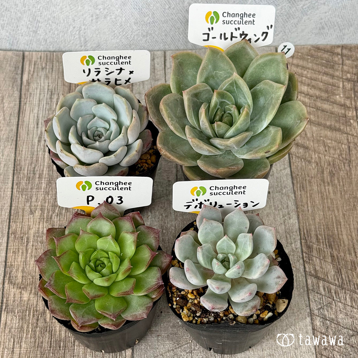 6-seedling set (Chanhee Farm) [Tawawa House seedlings]