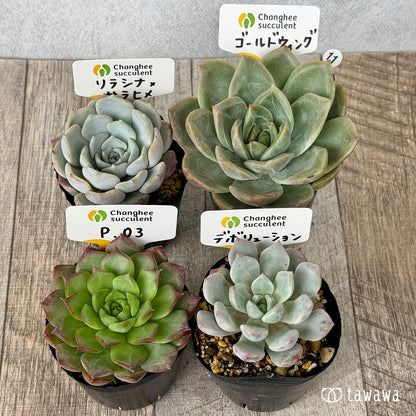 6-seedling set (Chanhee Farm) [Tawawa House seedlings]