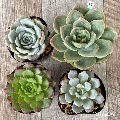 6-seedling set (Chanhee Farm) [Tawawa House seedlings]
