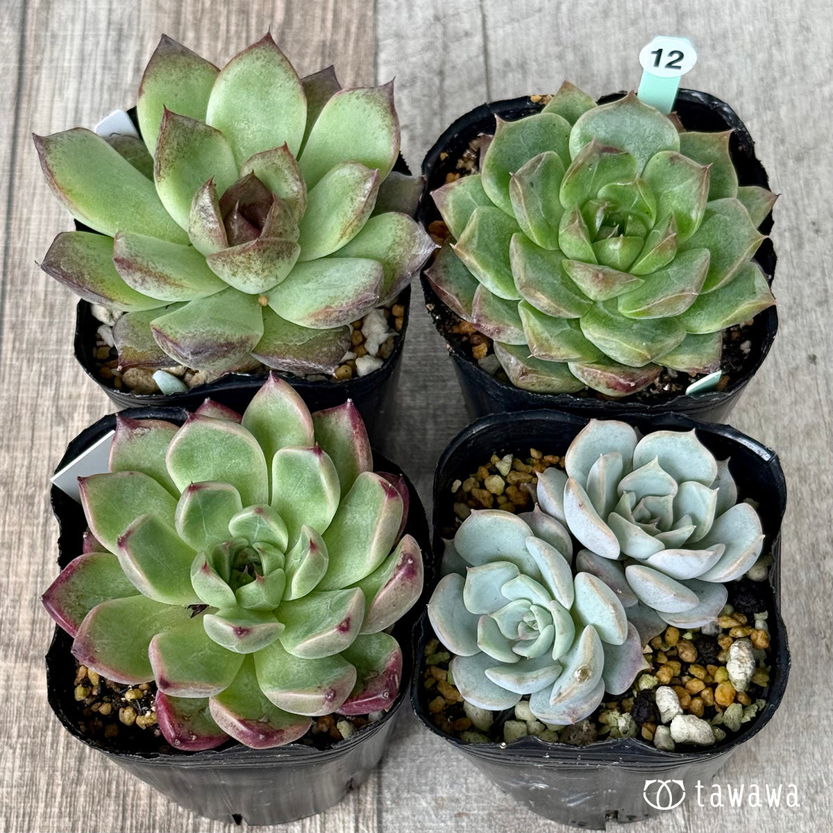 6-seedling set (Chanhee Farm) [Tawawa House seedlings]