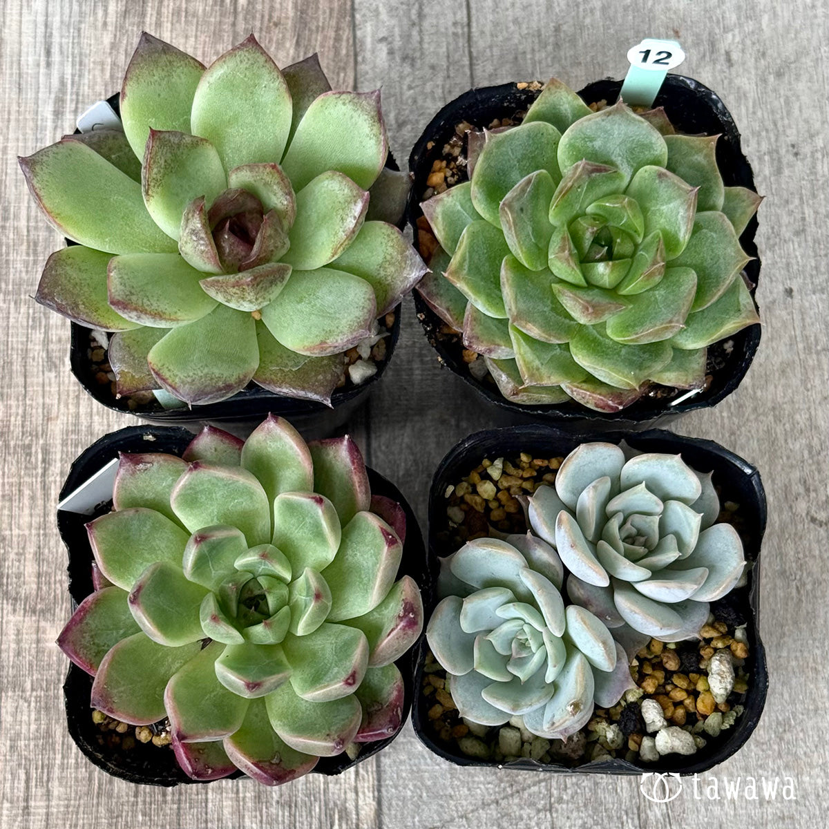 6-seedling set (Chanhee Farm) [Tawawa House seedlings]