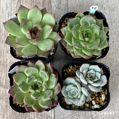 6-seedling set (Chanhee Farm) [Tawawa House seedlings]