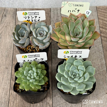 6-seedling set (Chanhee Farm) [Tawawa House seedlings]
