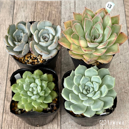 6-seedling set (Chanhee Farm) [Tawawa House seedlings]