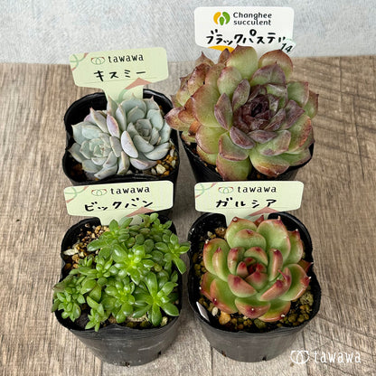6-seedling set (Chanhee Farm) [Tawawa House seedlings]