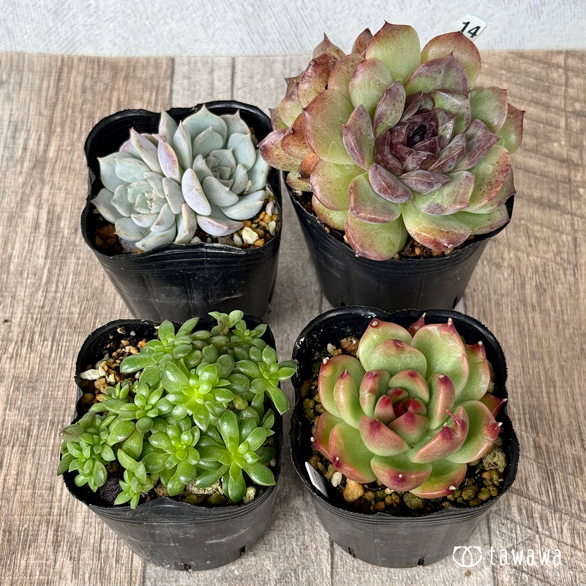 6-seedling set (Chanhee Farm) [Tawawa House seedlings]