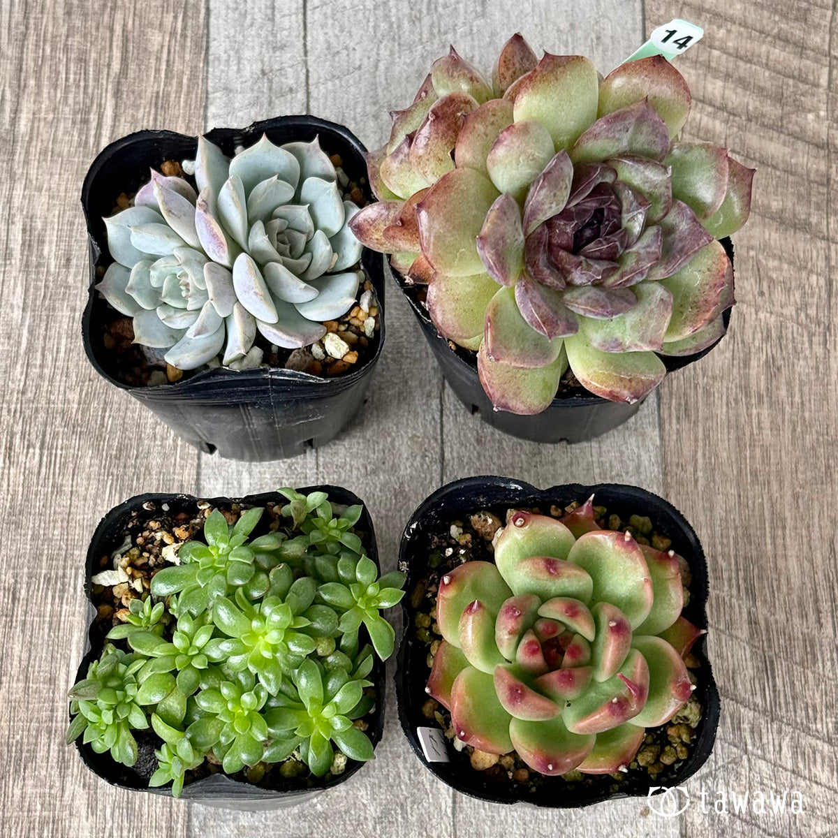 6-seedling set (Chanhee Farm) [Tawawa House seedlings]