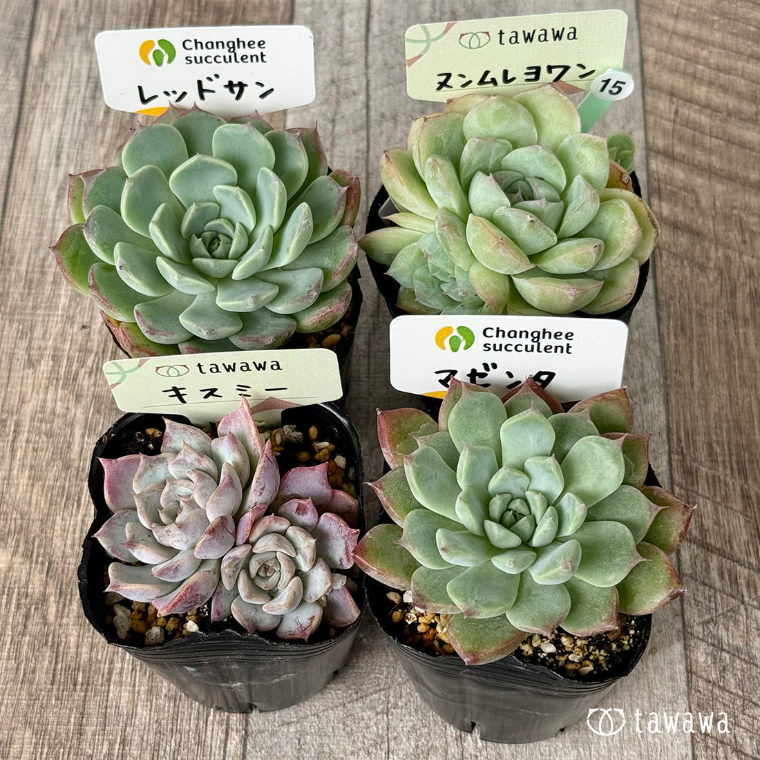 6-seedling set (Chanhee Farm) [Tawawa House seedlings]