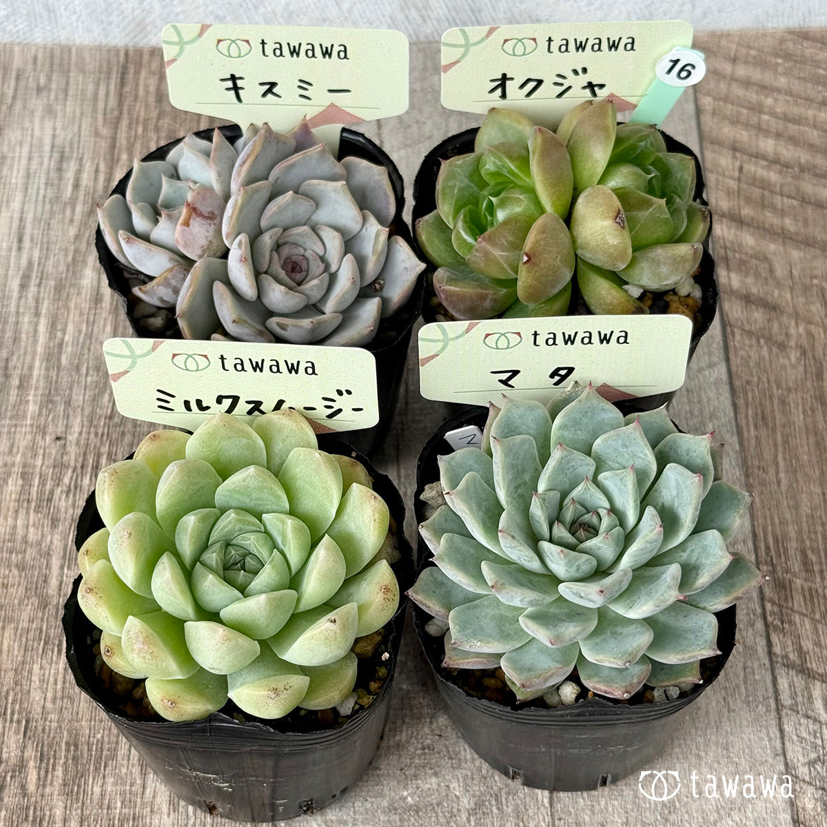 6-seedling set (Chanhee Farm) [Tawawa House seedlings]