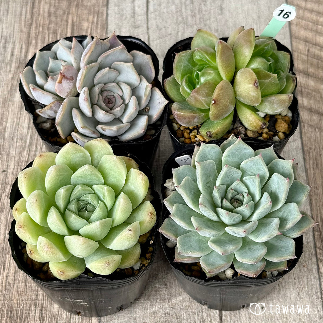 6-seedling set (Chanhee Farm) [Tawawa House seedlings]