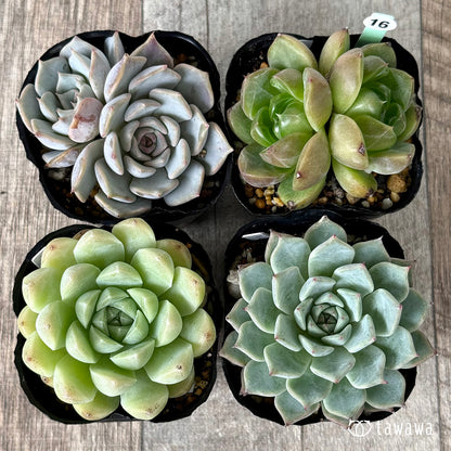 6-seedling set (Chanhee Farm) [Tawawa House seedlings]