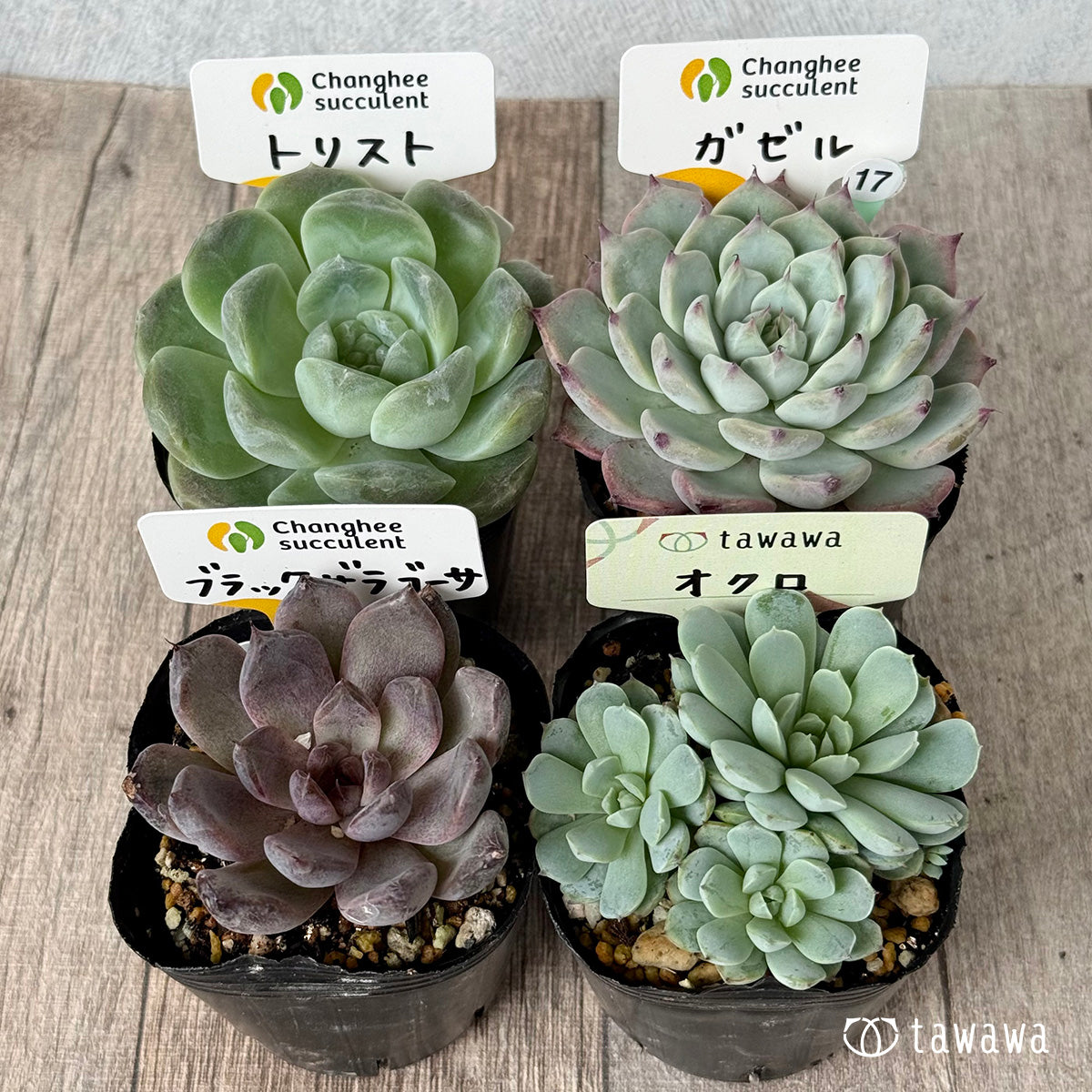 6-seedling set (Chanhee Farm) [Tawawa House seedlings]