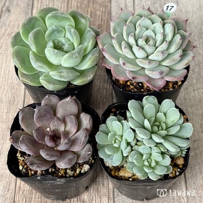 6-seedling set (Chanhee Farm) [Tawawa House seedlings]