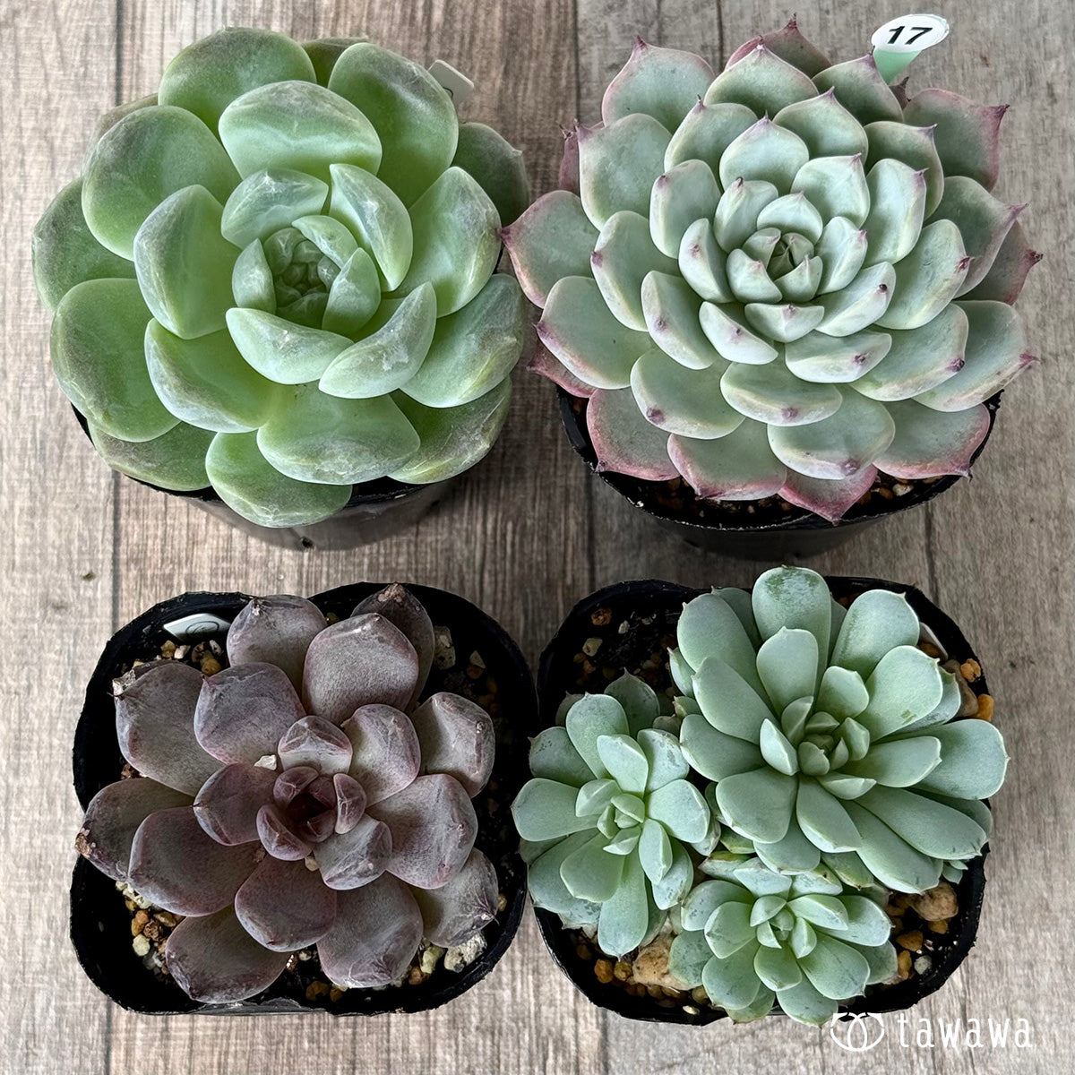 6-seedling set (Chanhee Farm) [Tawawa House seedlings]