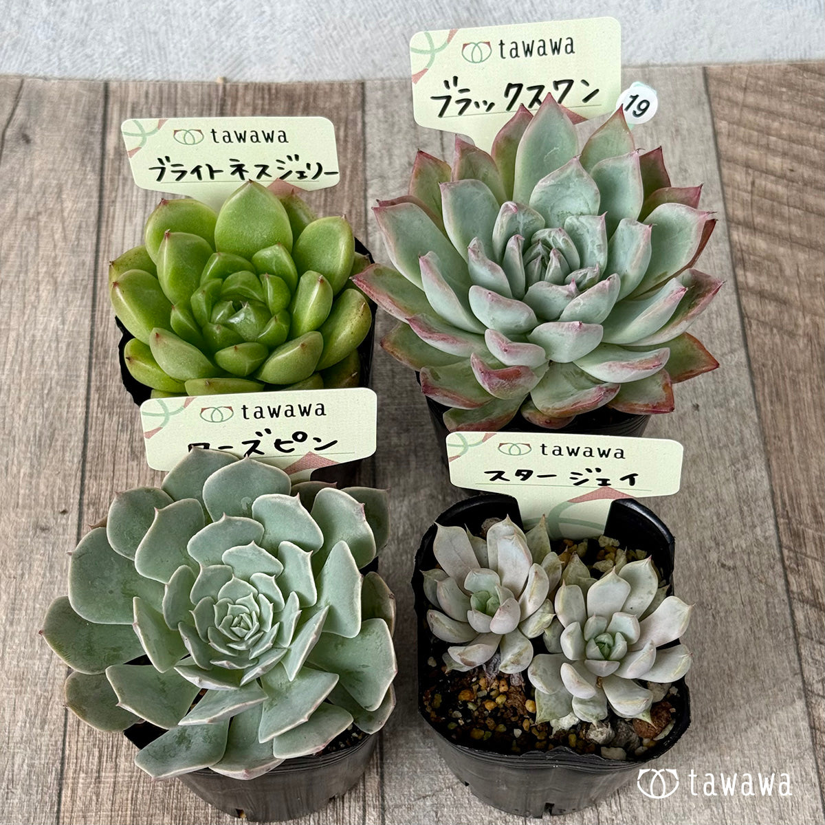 6-seedling set (Chanhee Farm) [Tawawa House seedlings]