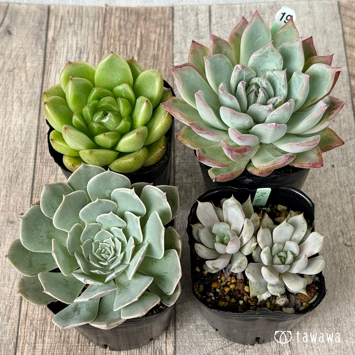 6-seedling set (Chanhee Farm) [Tawawa House seedlings]