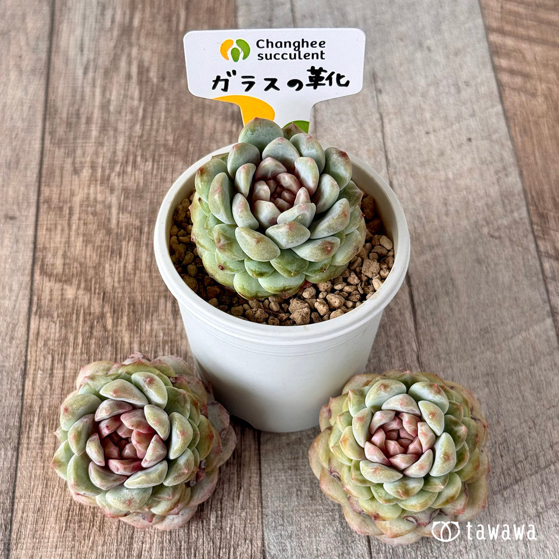 New Arrivals: Ice Green