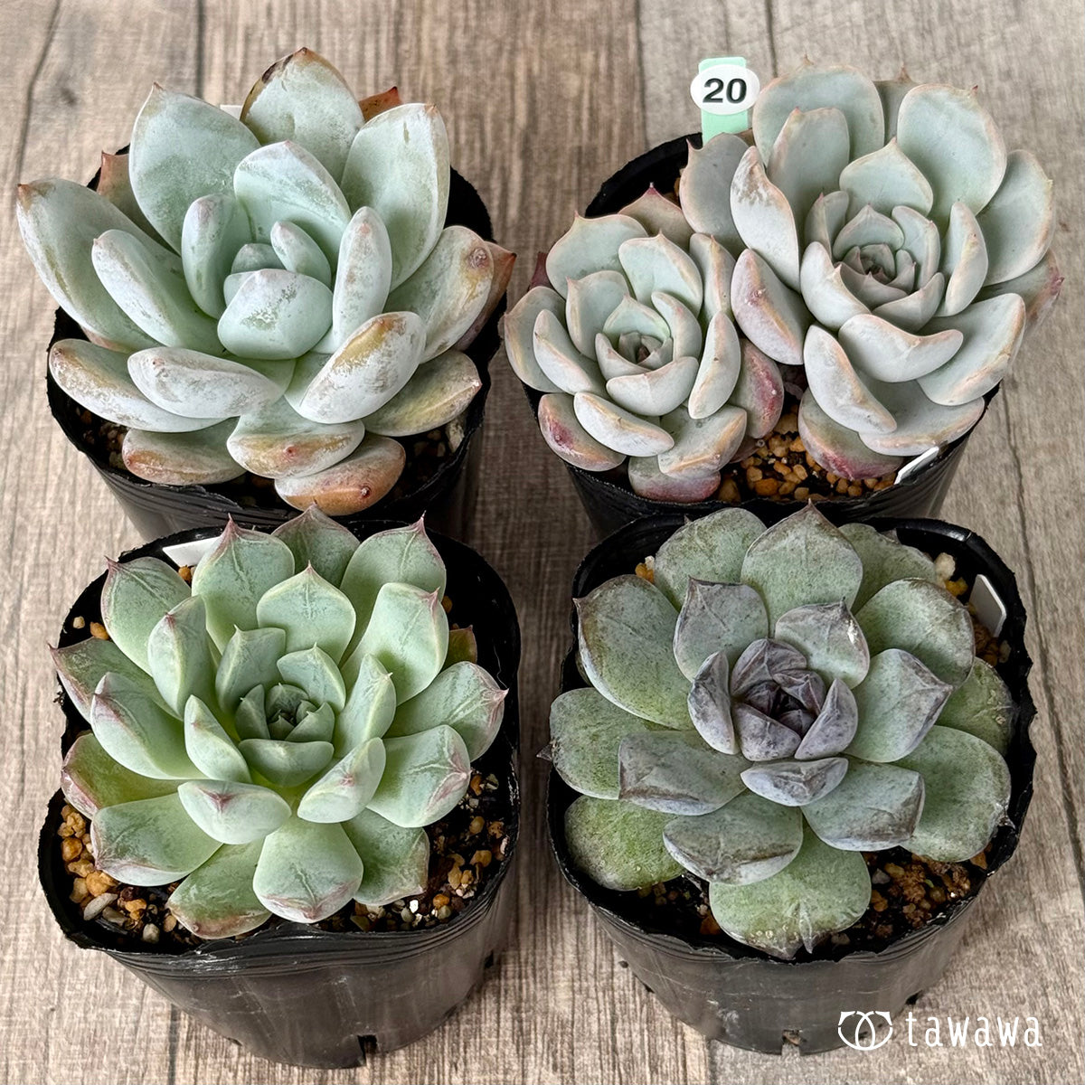 6-seedling set (Chanhee Farm) [Tawawa House seedlings]