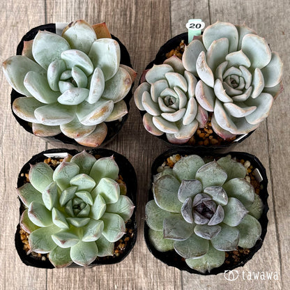 6-seedling set (Chanhee Farm) [Tawawa House seedlings]