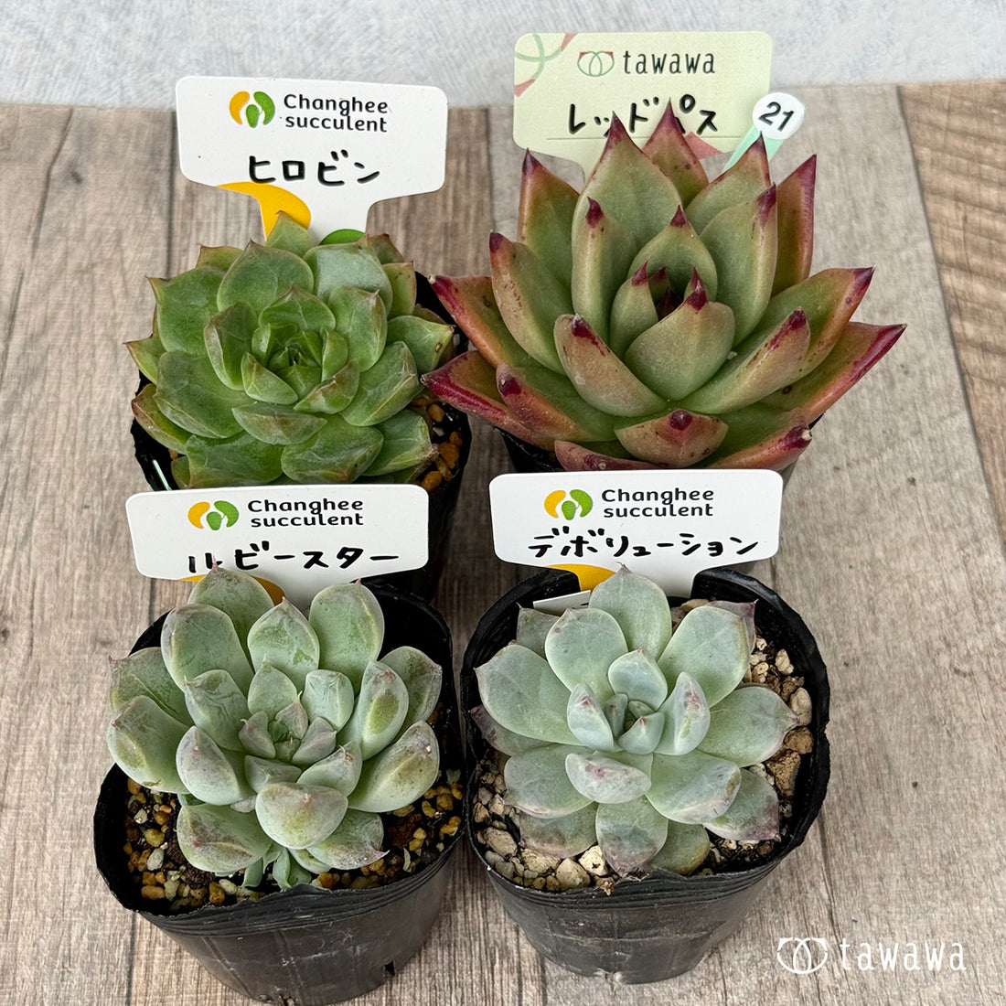 6-seedling set (Chanhee Farm) [Tawawa House seedlings]