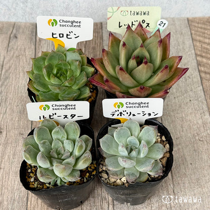 6-seedling set (Chanhee Farm) [Tawawa House seedlings]