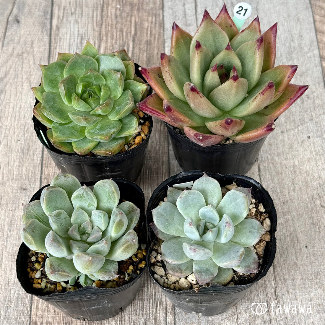 6-seedling set (Chanhee Farm) [Tawawa House seedlings]