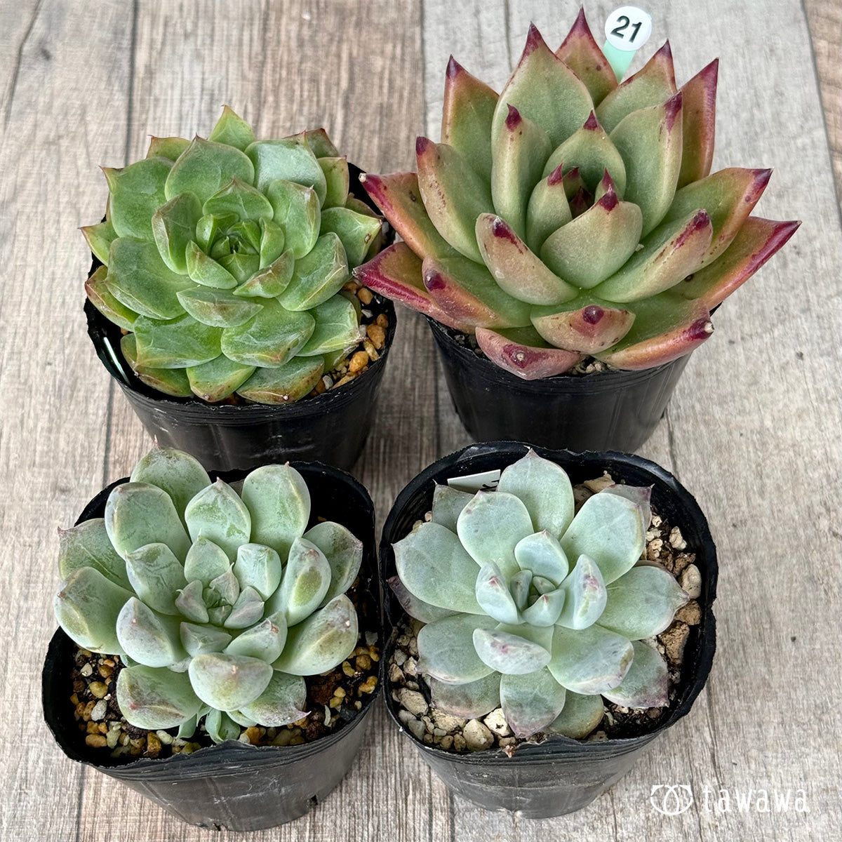6-seedling set (Chanhee Farm) [Tawawa House seedlings]
