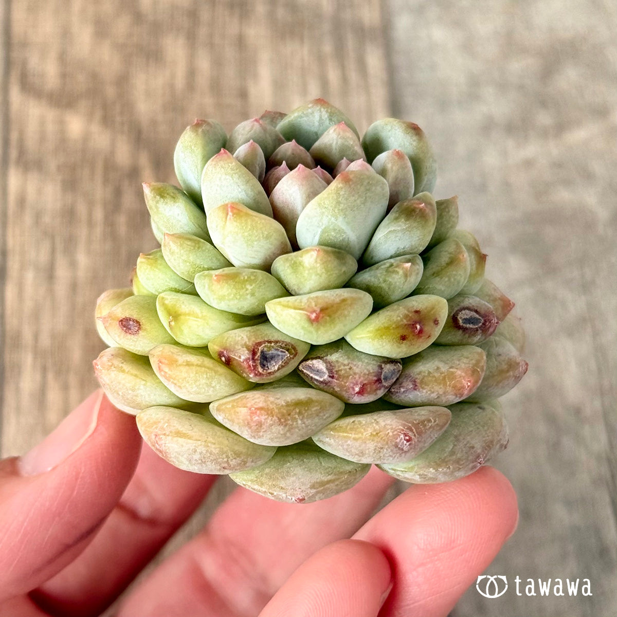 ガラスの靴（チャンヒー農園苗）