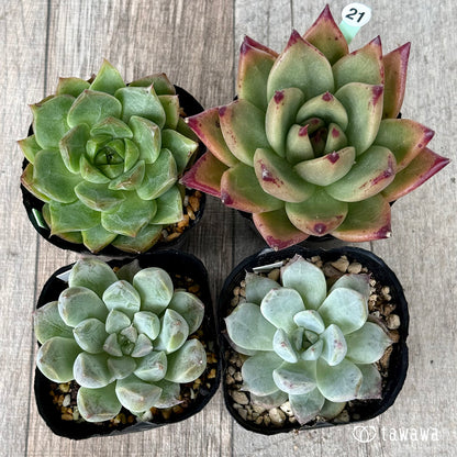 6-seedling set (Chanhee Farm) [Tawawa House seedlings]